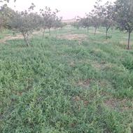 علوفه باغی پرس شده30تا35کیلوگرم