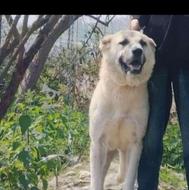 سگ گله ای سگ عالی واگذاری