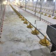 کارگر مرغداری