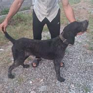 واگذاری سگ شکاری موسیمی ماده