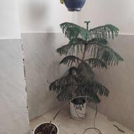 گل و گیاه نیاز فوری به رسیدگی