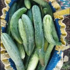 خیارمحلی تازه چین آب قوره طبیعی تازه