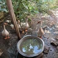 غاز فروشی دورگ محلی