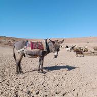 الاغ نر فروشی
