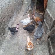نیمچه گردن لختی و بوقلمون