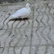 کفتر چادری