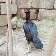مرغ لاری ترک
