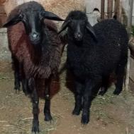 گوسفند ماروبره جوان