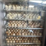 جوجه مرغ و اردک اسراییلی