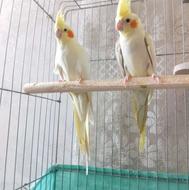 یک جفت عروس هلندی جوان کارداده همراه قفس ولانه