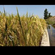 امان الهی نوک سوزنی