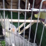 عروس هلندی