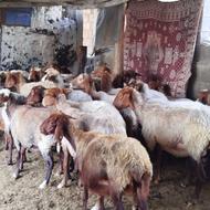 گوسفند ماده چاق برای قربانی نظری و داشتی