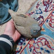 بلدرچین خریدارم