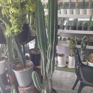کاکتوس پایه پریانوس