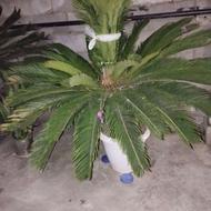 درختچه سیکاس