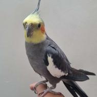 یک جفت طوطی نر و ماده