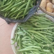 لوبیا سبز سبز