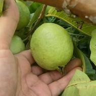 عرضه نهال گواوا روبی ایکس گلدانی (rubix)