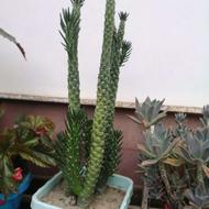 گل کاکتوس گلدانی