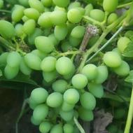 غوره آبغوره و آبگیری
