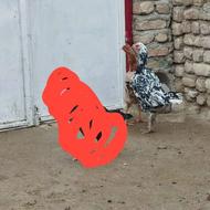 مرغ لاری افغان معاوضه
