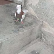 کبوتر یا کفتر طوقی