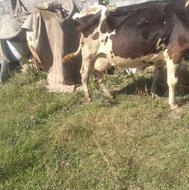 گاو30کیلو شیرمیدہ