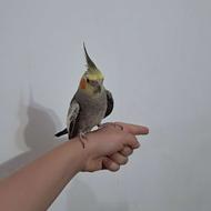 عروس هلندی دوماهه