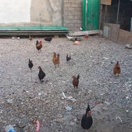 فروش مرغ وخروس وجوجه 6 ماهه ودوماهه