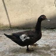 اردک اسرائیلی ماده