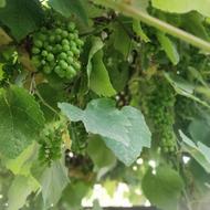آبغوره طبیعی