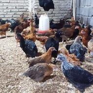جوجه محلی و اردک