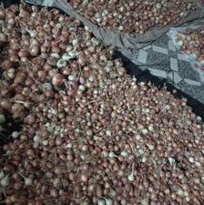 پیاز سرکت بدون کود سم