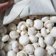 قارچ خوراکی فله سوخاری واسلایس
