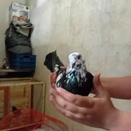 کبوتر پرشی خوب