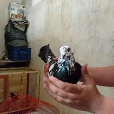 کبوتر پرشی خوب