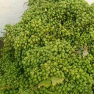 غوره درجه یک سبزوار مخصوص ابغوره