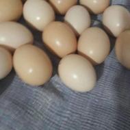 فروشمرغوخروس