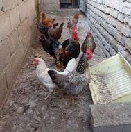 خروس و مرغ محلی