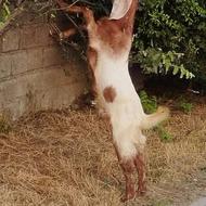 بز پاکستانی ماده جوان
