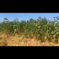 علف سرگم در روستای باسفر متری 20 هزار تومن جهت خرید