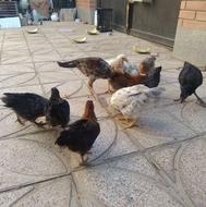 جوجه گلپایگانی و جوجه لاری
