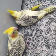 جوجه عروس هلندی 30روزه