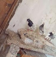 کبوتر طوقی کله دار پلاکی