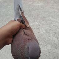 کبوتر پرشی. نر
