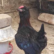 خروس سیاه گلین