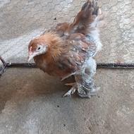 جوجه خاص و اصیل برهما گلین لهستانی سلطان امپراطور