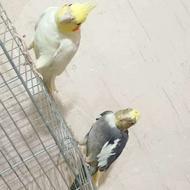 عروس هلندی جفت