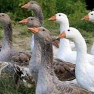 خریدار لیدی غاز اردک خروس مرغ قرقاول